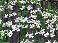 Flowering Dogwood