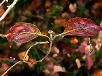 Flowering Dogwood with berries