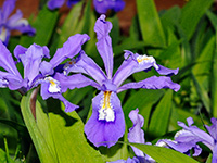 Dwarf Crested Iris