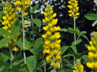 Wild Yellow Indigo