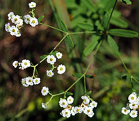 Flowering Spurge