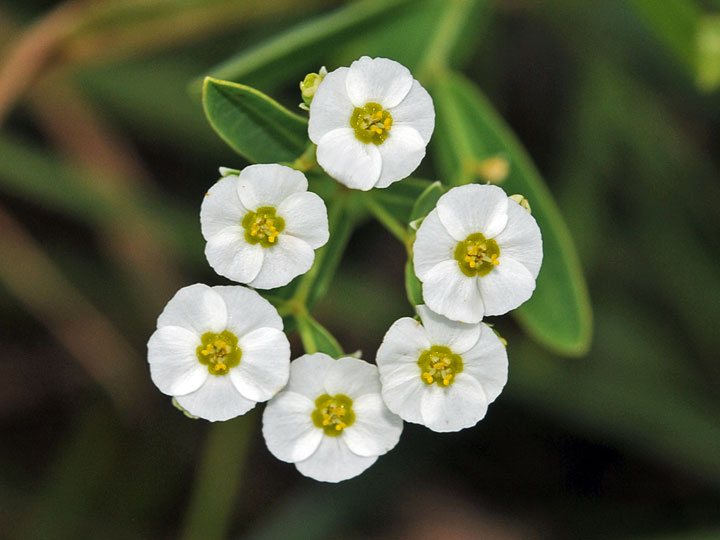 Flowering Spurge