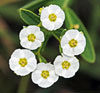 Flowering Spurge