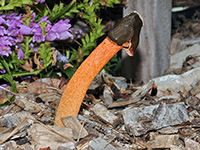 Elegant Stinkhorn