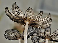Inky Cap