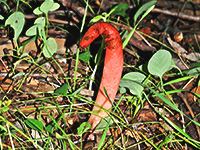 Elegant Stinkhorn