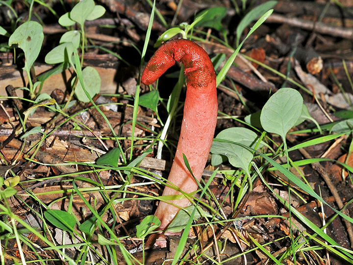 Elegant Stinkhorn