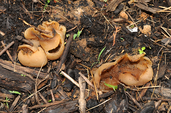Peziza sp.