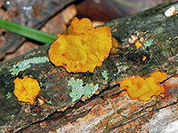 Witches Butter