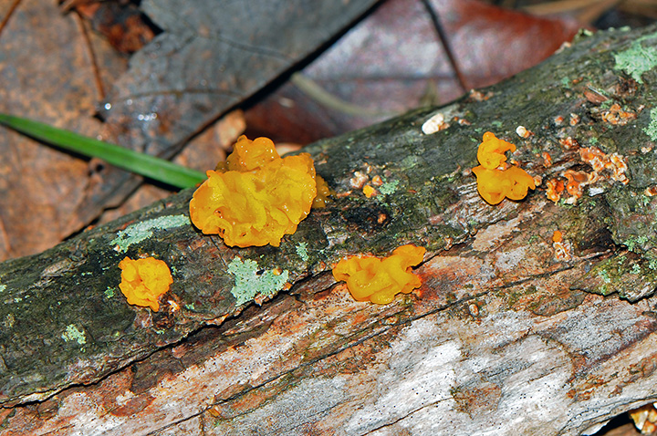 Witches Butter