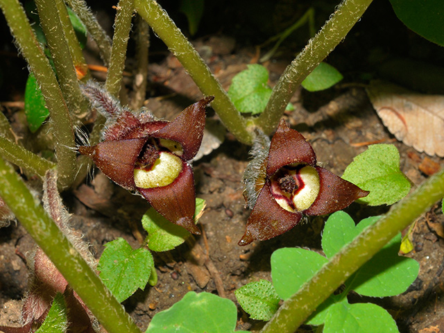 Wild Ginger