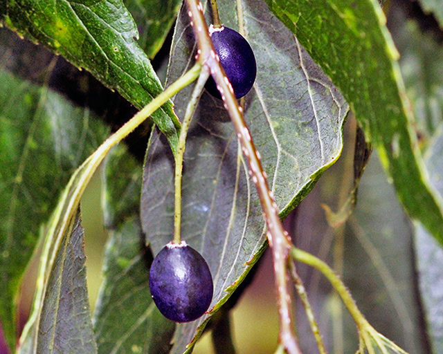 Hackberry Tree