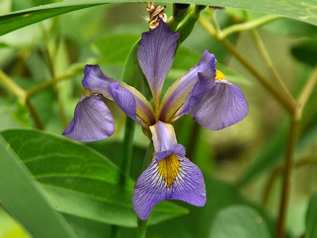 Blue Flag Iris