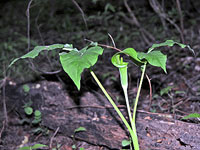 Jack-in-the-pulpit