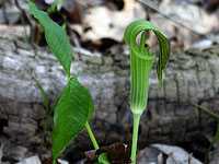 Jack-in-the-pulpit