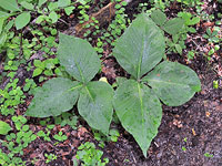 Swamp Milkweed