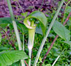 Jack-in-the-Pulpit