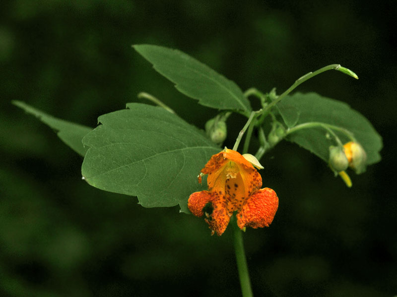 Jewelweed