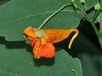 Jewelweed