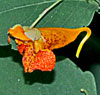 Jewelweed