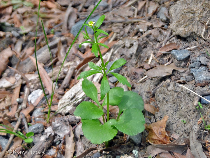 Kidney-leaf Buttercup