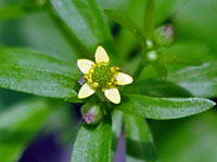 Littleleaf Buttercup