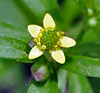 Kidney-leaf Buttercup