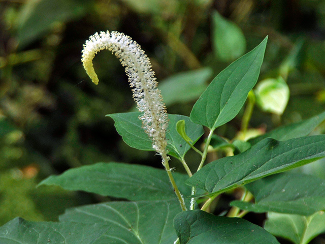 Lizard's Tail