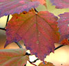 Mapleleaf Virburnum