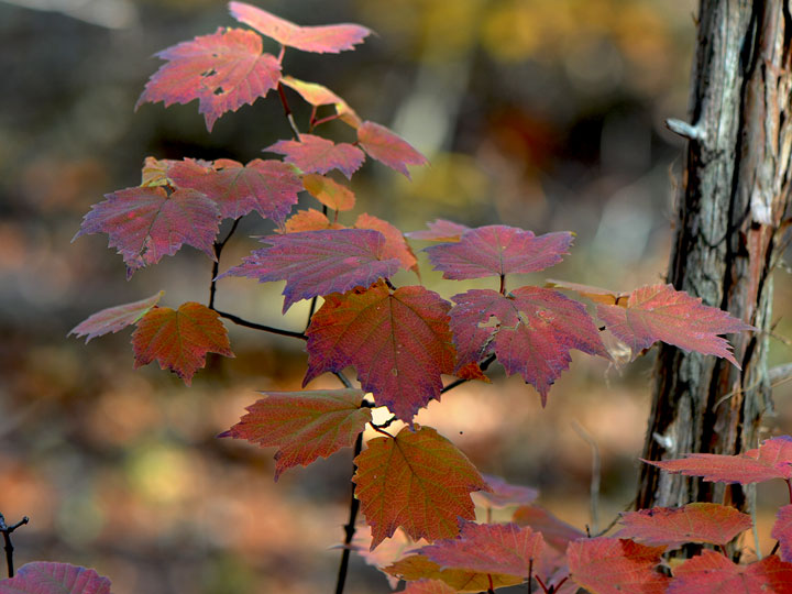 Mapleleaf Virburnum