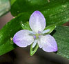 Marsh Dayflower