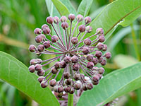 Milkweed