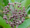 Common Milkweed