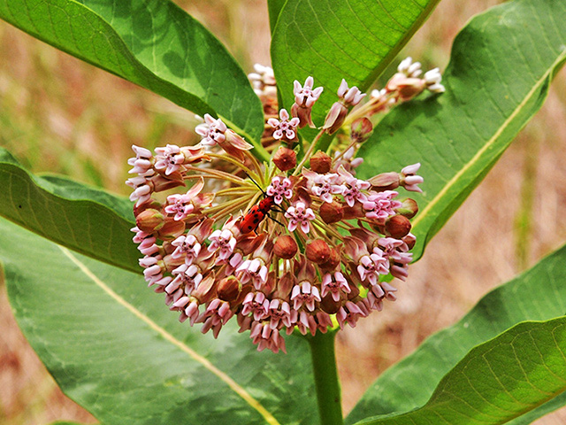 Common Milkweed