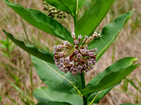 Common Milkweed