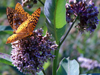 Milkweed with Great Spangled Fritillary