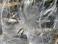 Milkweed seed