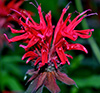 Monarda didyma