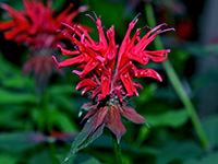 Bee balm, Monarda didyma