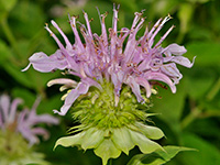 Monarda fistulosa