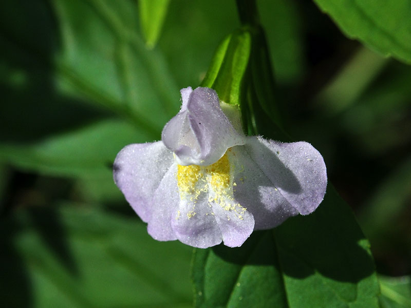 Monkey Flower