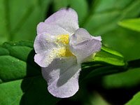 Monkey Flower