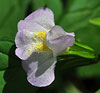 Monkey Flower