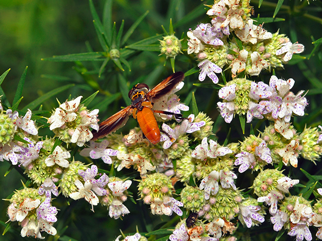 Narrow-leaf Mountain Mint with Featherleg Fly