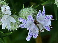 Narrow-leaf Mountain Mint