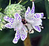 Narrow-leaf Mountain Mint