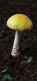 Mushrooms
