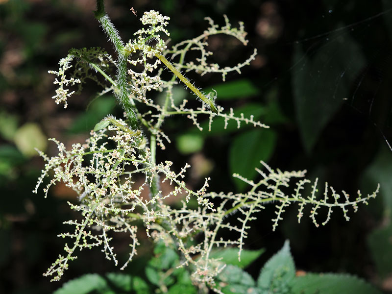 Stinging Nettle