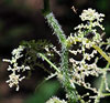 Stinging Nettle