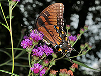 New York Ironweed